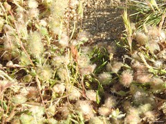 Trifolium cherleri