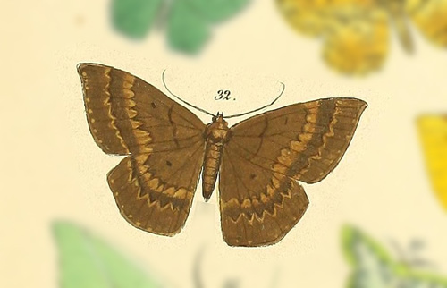 Ophiogramma coenobiata