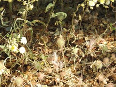 Trifolium cherleri