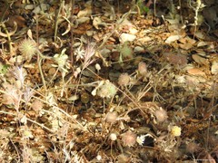 Trifolium cherleri