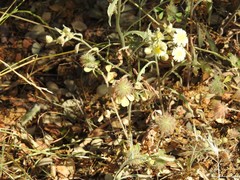 Trifolium cherleri
