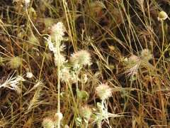 Trifolium cherleri
