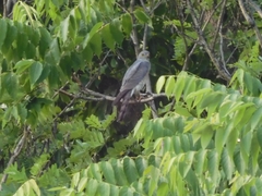 Accipiter soloensis