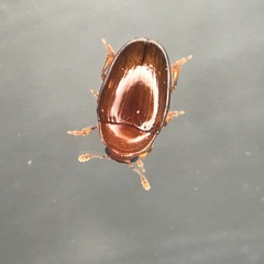 Pseudischyrus extricatus