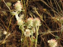 Trifolium cherleri