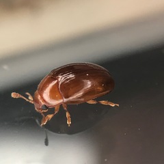 Pseudischyrus extricatus