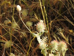 Trifolium cherleri