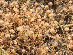 Trifolium cherleri