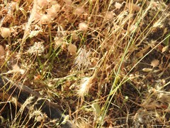 Trifolium cherleri