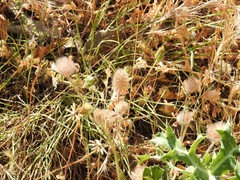 Trifolium cherleri