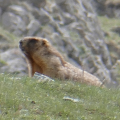 Marmota baibacina