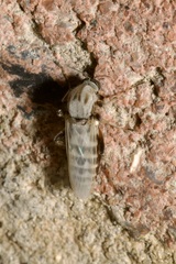 Sphaeromias pictus