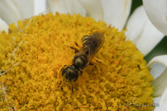 Halictus aerarius