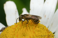 Halictus aerarius