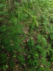 Aconitum volubile