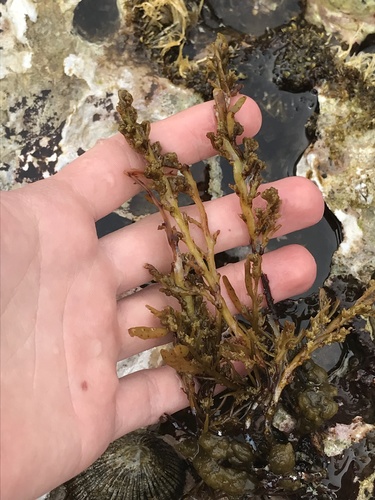 Sargassum polyphyllum observed 2022-05-29