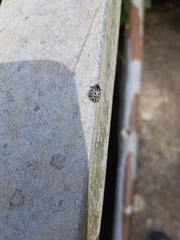 Chrysomela vigintipunctata