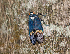 Penthicodes farinosus