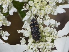 Acmaeoderella