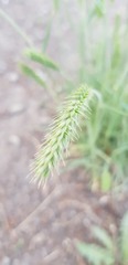 Agropyron cristatum