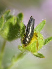 Agrilinae