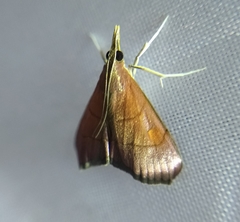 Hemiscopis sanguinea