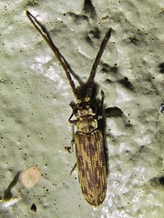 Tenomerga cinerea