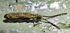 Tenomerga cinerea