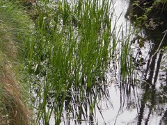 Sparganium erectum