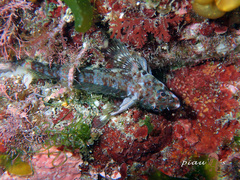 Enneapterygius etheostoma