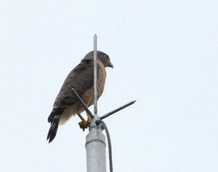 Rupornis magnirostris