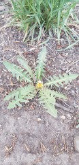 Taraxacum officinale