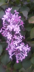 Syringa vulgaris