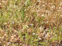 Trifolium cherleri