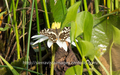 Papilio demodocus demodocus