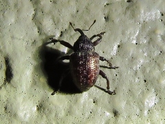 Chalcodermus collaris