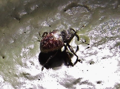 Chalcodermus collaris
