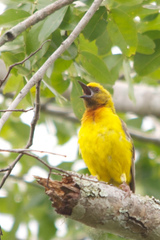 Olive-Headed Weaver photo 5