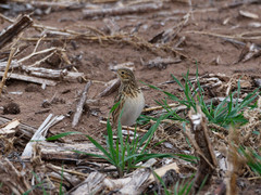 Anthus furcatus
