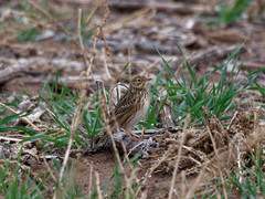 Anthus furcatus