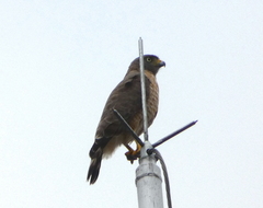 Rupornis magnirostris