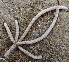 Jellyella tuberculata