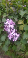 Syringa vulgaris