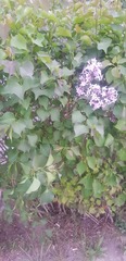 Syringa vulgaris