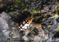 Phola octodecimguttata