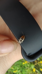 Phola octodecimguttata