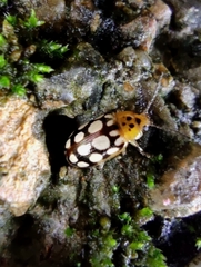 Phola octodecimguttata