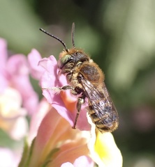 Megachile