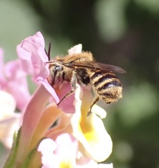 Megachile