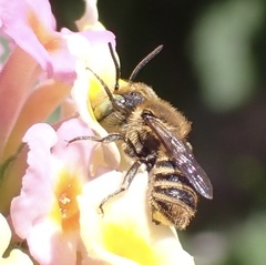 Megachile